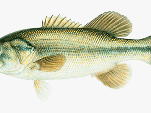 Joseph Tomelleri Large Mouth Bass - Bass Fish