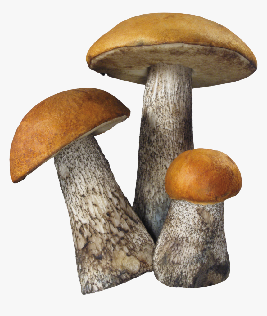Fungi Png - Mushrooms Png