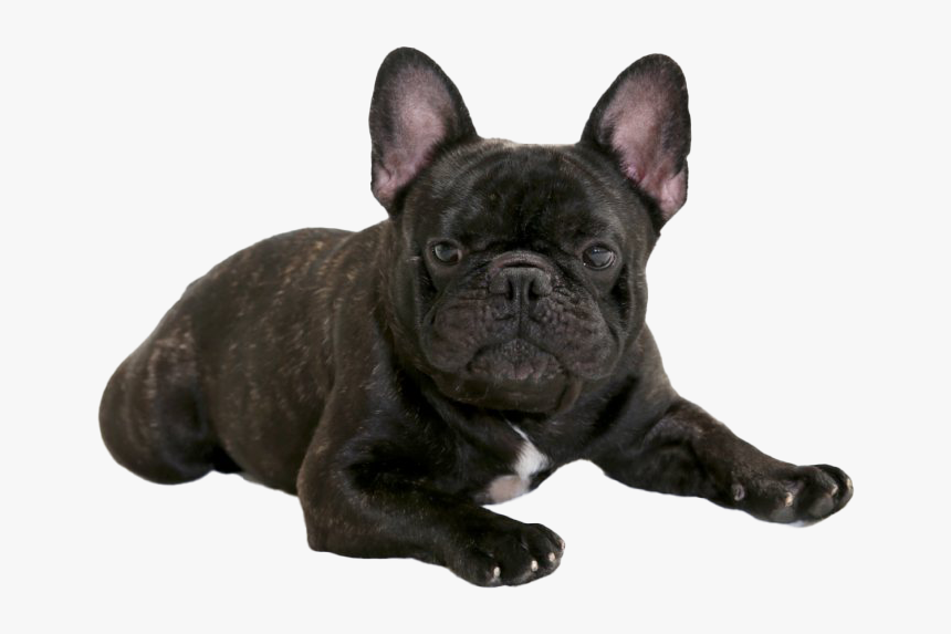 Black French Bulldog Png - Frenc