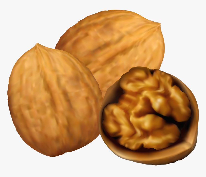 Collection Of 14 Free Nut Clipar