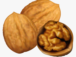 Collection Of 14 Free Nut Clipart Art Bill Clipart - Walnuts Clipart