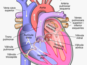 Human Heart Png