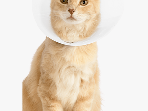 Cat In Cone Transparent