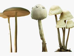 Magic Mushroom Png