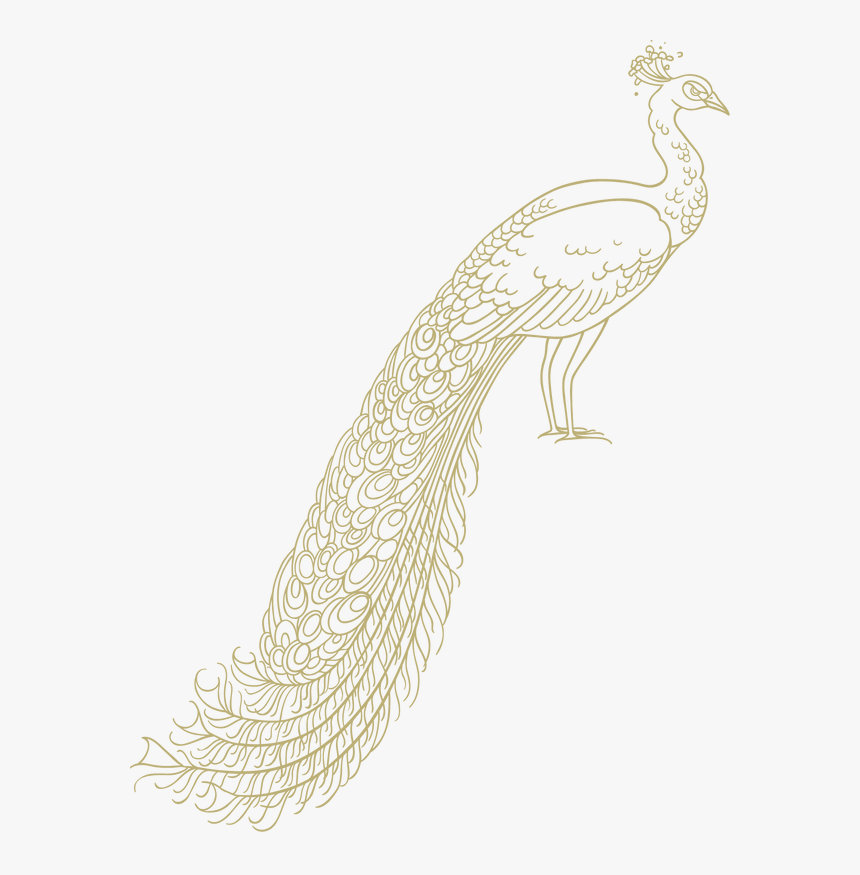 Transparent Peacock Png - Peafow