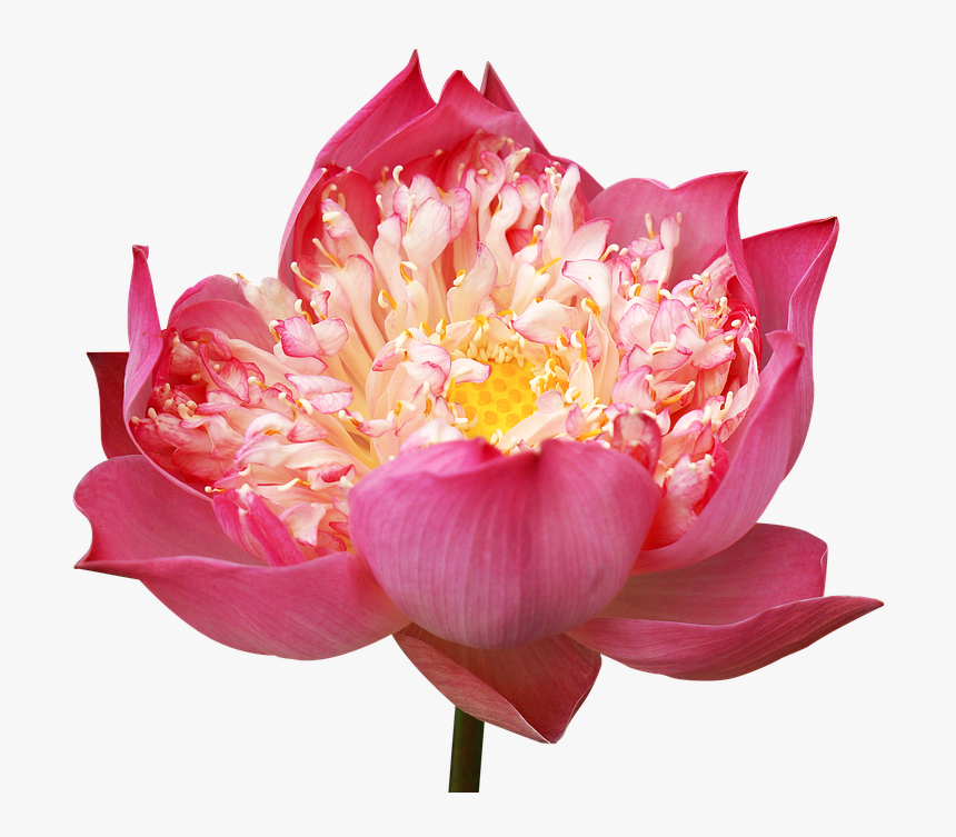 Lotus Flowers