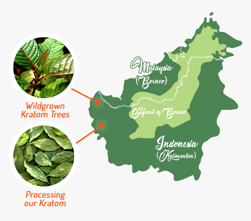 Transparent Kratom Png - Borneo Rainforest Map