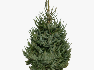 Pot Culture Omorika - Christmas Tree