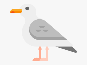 Seagull - Seabird