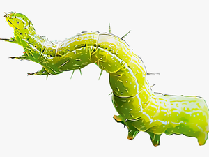 Gusano Png - Cabbage Worm Clipart