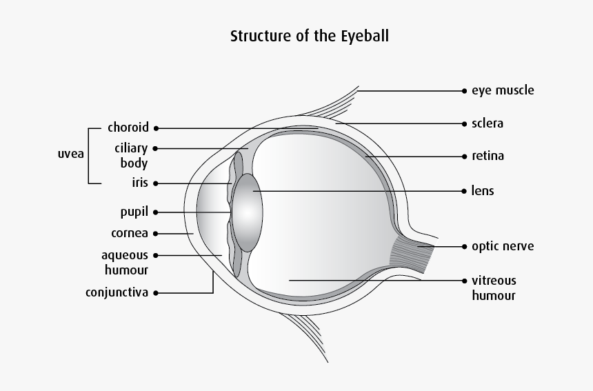Eye Muscle Png - Clear Structure