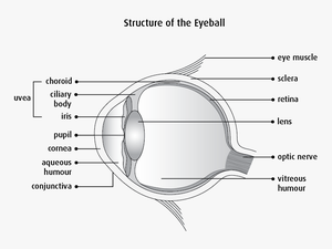 Eye Muscle Png - Clear Structure Of Eye
