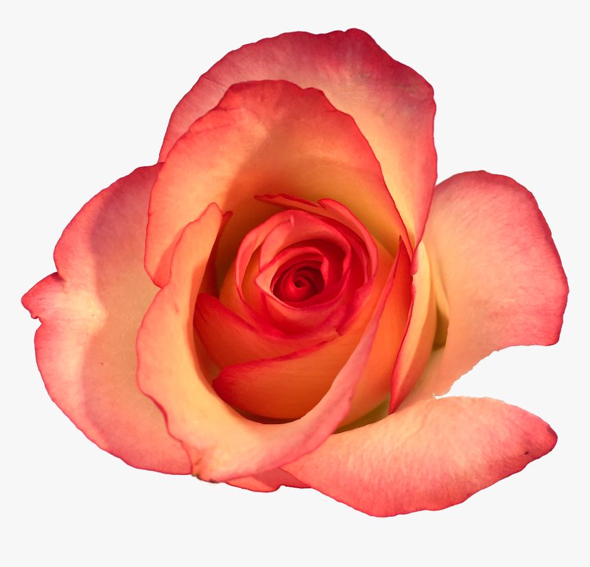 Roses In The Void By Will Gee - Floribunda