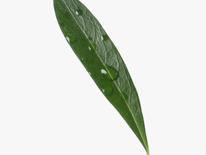Greek Olive Oil Leaf - Japanese Camellia