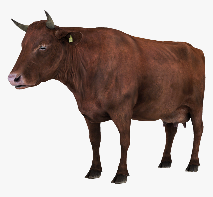Vaca Animales - Vaca Acostada Pn