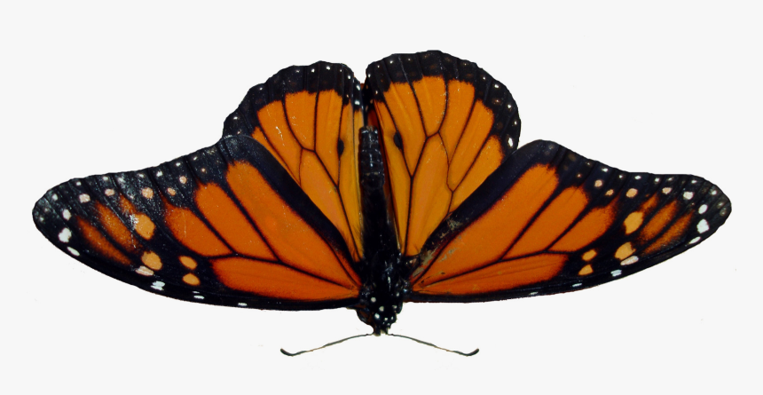 Butterfly Png Image - Angangueo