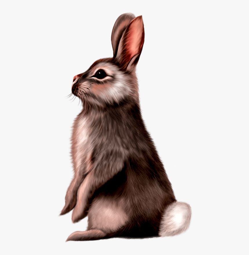 Cute Animals Png - Rabbit Painti