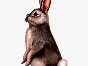 Cute Animals Png - Rabbit Painting Png