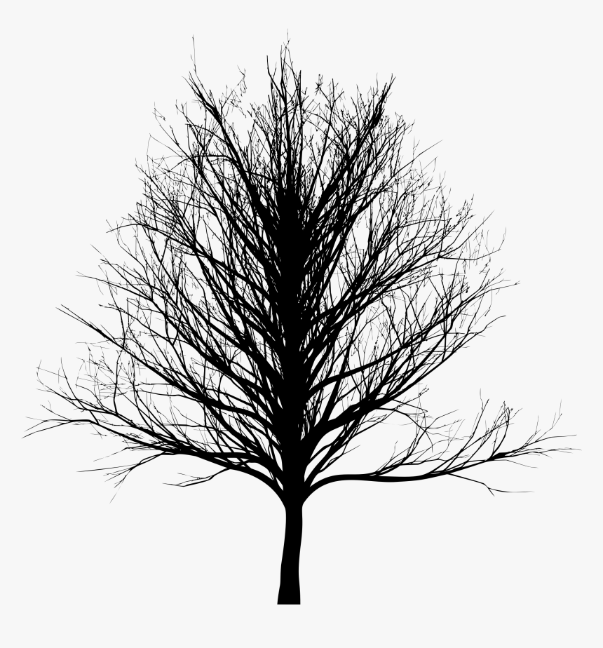 Tree Bald Cypress Oak - Skinny Tree Silhouette Png