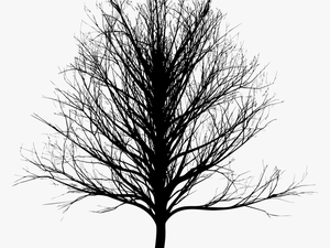 Tree Bald Cypress Oak - Skinny Tree Silhouette Png