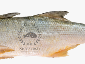 Dsc 9676 - Senangin Fish