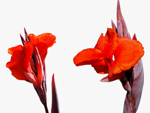 Lily Flower Png Free Picture - High Resolution Images Red Flowers