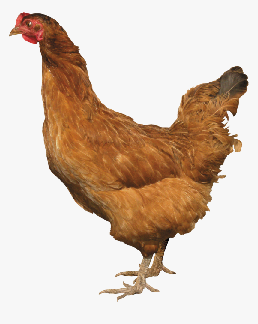 Download And Use Chicken Png Pic