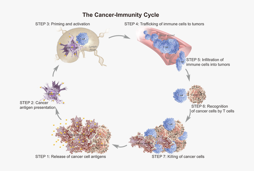 T Cell Trafficking To Tumor