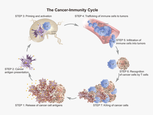 T Cell Trafficking To Tumor