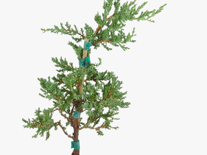 Christmas Tree - Pond Pine
