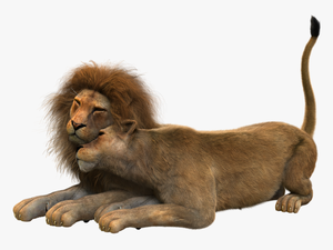 Lion Couple Png