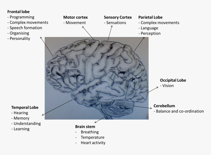 Functions Of Areas Of The Human Brain - Human Brain With Dementia