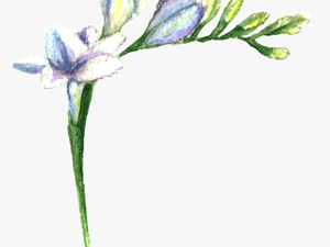 Purple Fresh Flower Transparent - Lily