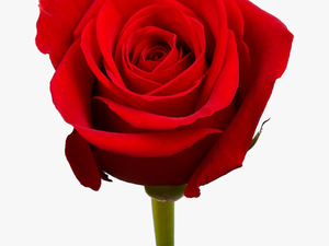 Free Red Rose Bouquet