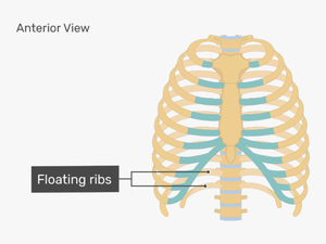Rib Cage Human Skeleton Human Body Anatomy - Unlabeled Rib Cage Diagram