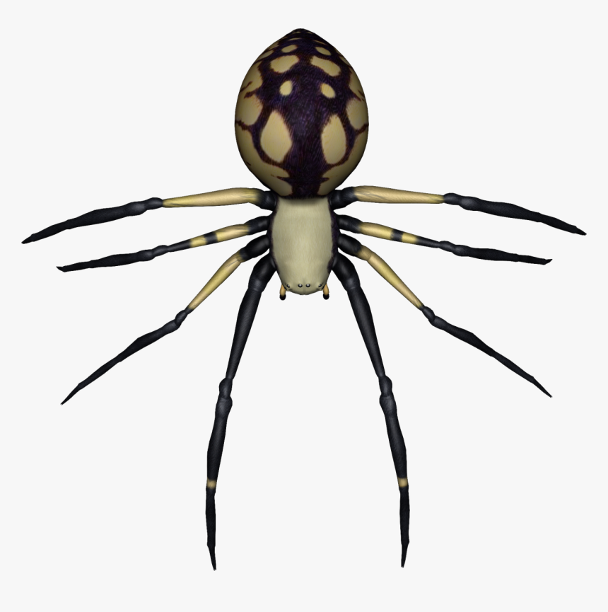Spider Png Free Download - Trans