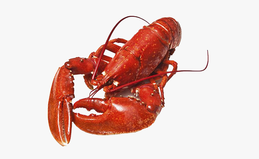 Download Lobster Png Photos For 