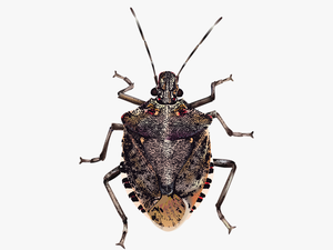 Insect Brown Marmorated Stink Bug True Bugs