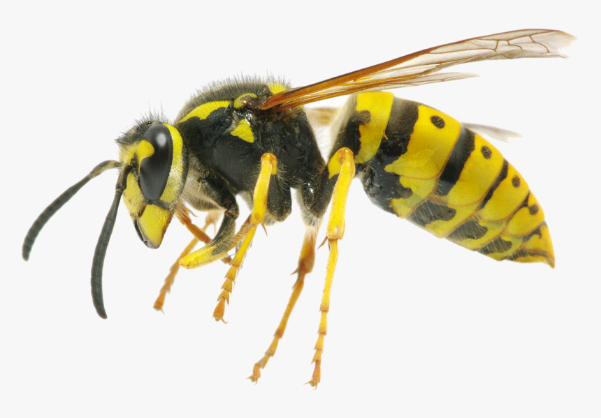 Hornet Png Clipart - Difference Between Wasp And Queen Bee