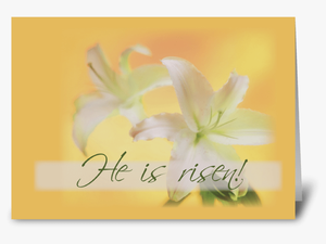 Risen Easter Lilies Greeting Card - Lily