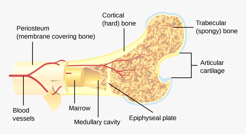 Bone Marrow Clipart - Long Bone Haversian Canal