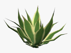 Agave Png