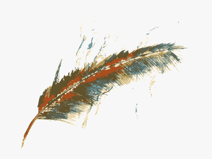 Transparent Feather Vector Png