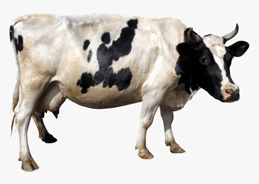 Cow Transparent Png
