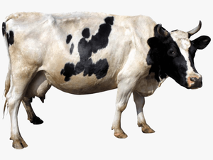 Cow Transparent Png