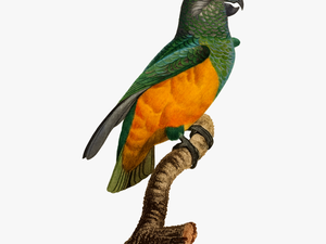 Budgerigar Bird Parrot 