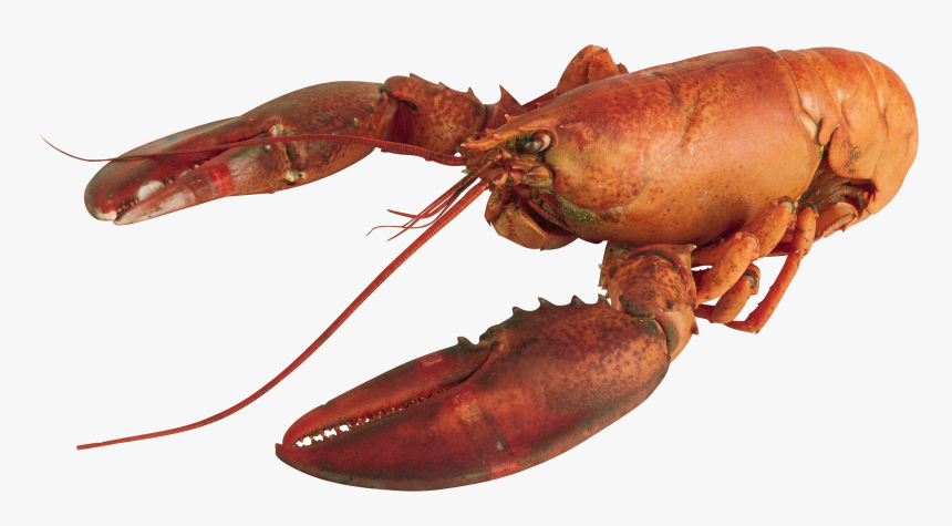 Lobster With Transparent Background