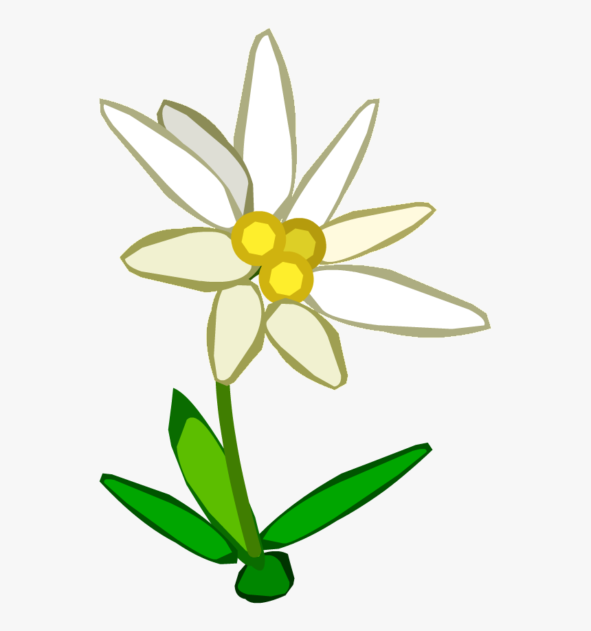 Edelweiss Png - Edelweiss Clipart Png