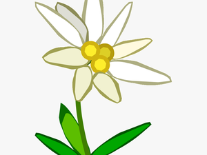 Edelweiss Png - Edelweiss Clipart Png
