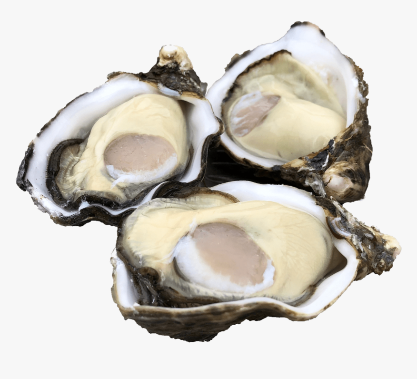 Single Seed Oysters - Tiostrea C